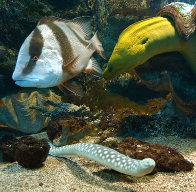 Aquarium Sealand