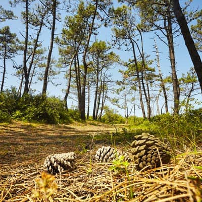 Forêt pins vendée