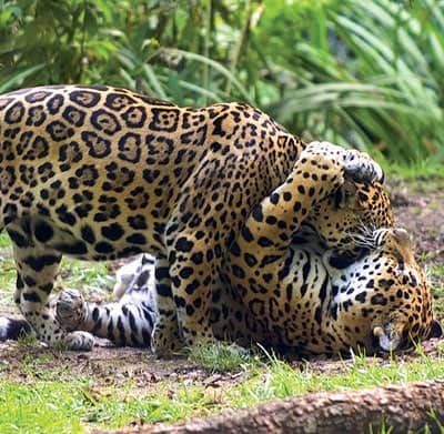 Jaguar au Zoo des Sables d'Olonne