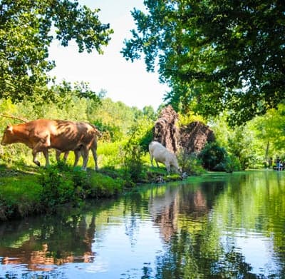 Les vaches au bord du marais poitevin